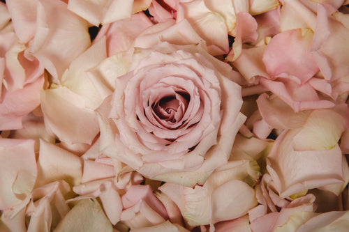 Glossy Rose 